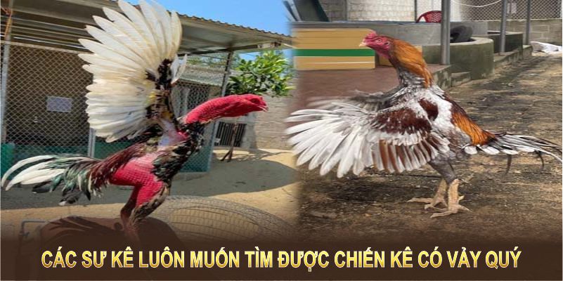 Các sư kê luôn mong muốn tìm được chiến kê có vảy quý 