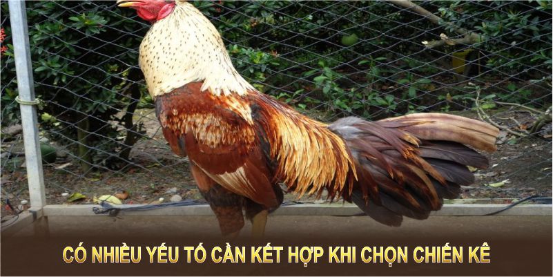 Có nhiều yếu tố cần kết hợp khi chọn chiến kê 