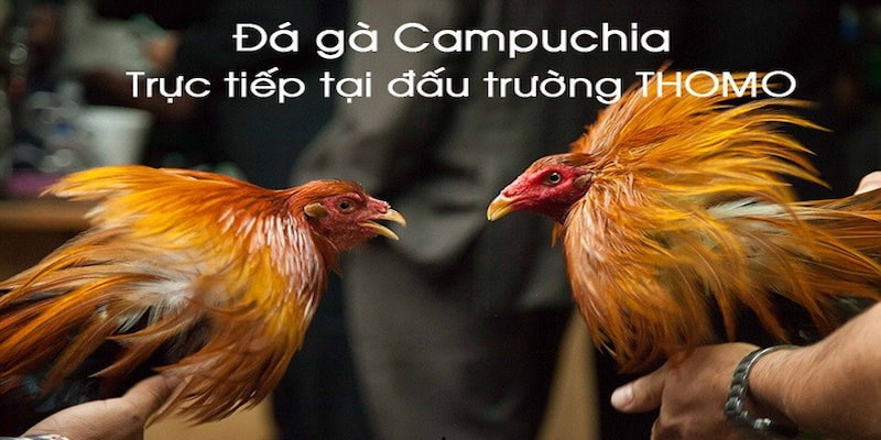 trực tiếp đá gà c2