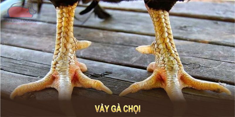 vảy gà chọi