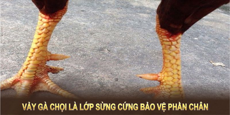 Vảy gà chọi là lớp sừng cứng bảo vệ phần chân của chúng 